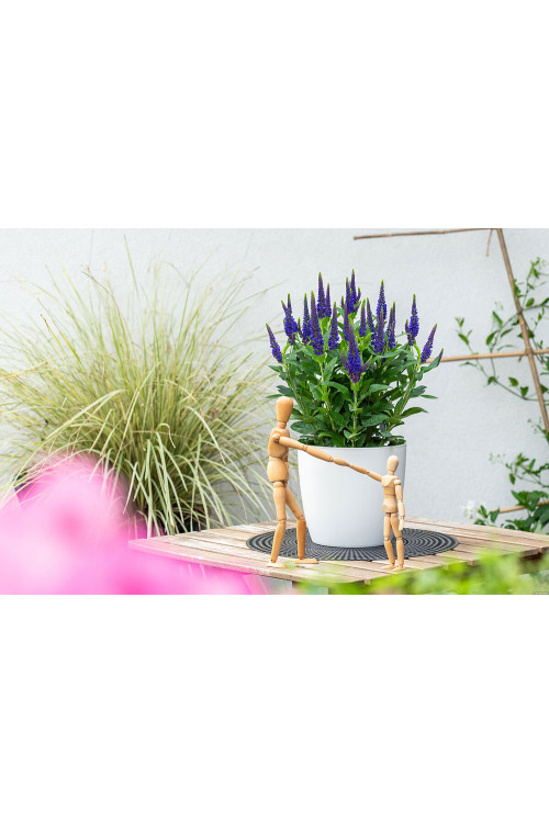 Przetacznik 'Lancita Blue' | Veronica hybrida