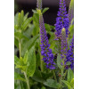 Przetacznik 'Lancita Blue' | Veronica hybrida