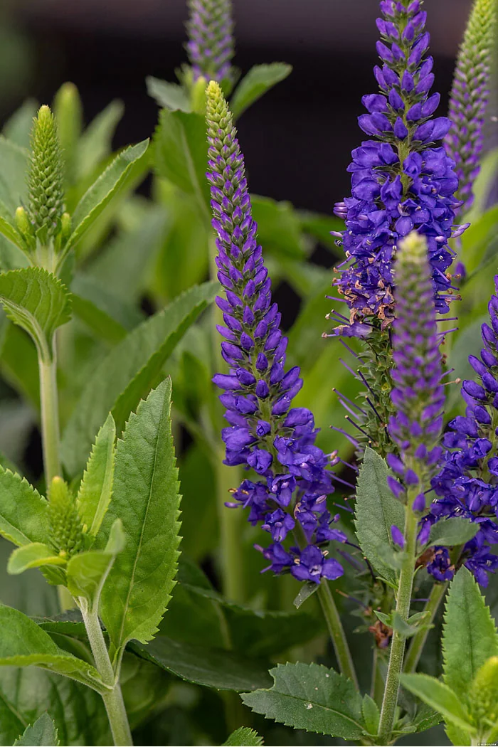 Przetacznik 'Lancita Blue' | Veronica hybrida