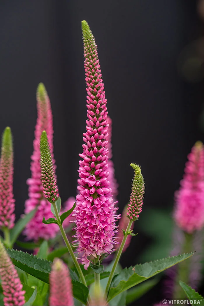 Przetacznik 'Lancita Pink' | Veronica hybrida