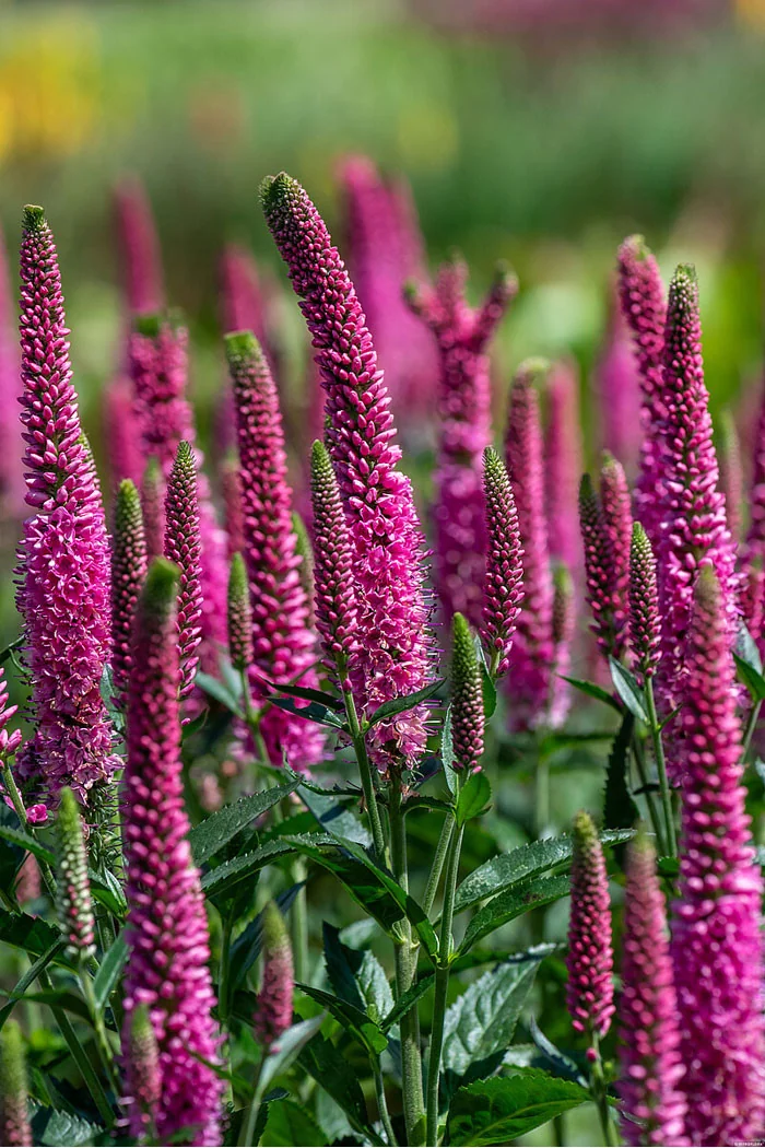 Przetacznik 'Lancita Pink' | Veronica hybrida