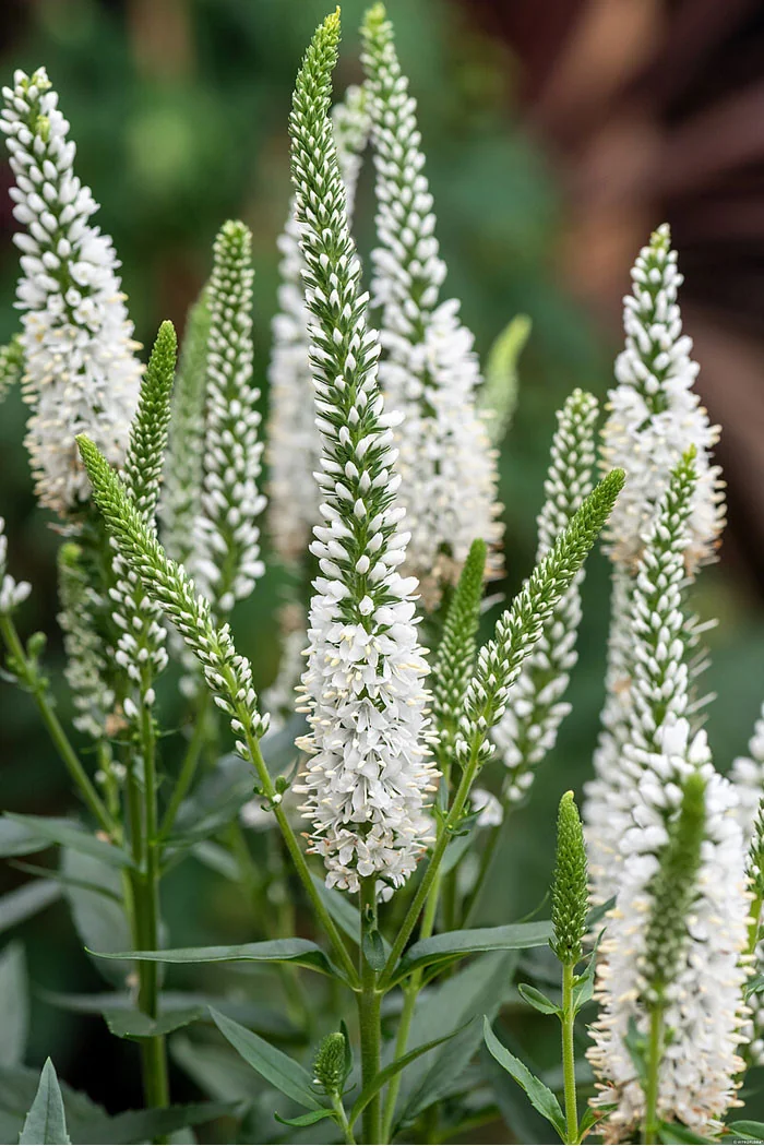 Przetacznik 'Lancita White' | Veronica hybrida