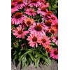 Jeżówka 'Meditation Cherry' | Echinacea 