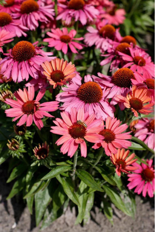 Jeżówka 'Meditation Cherry' | Echinacea 