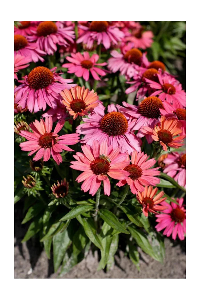 Jeżówka 'Meditation Cherry' | Echinacea 
