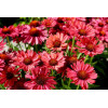 Jeżówka 'Meditation Cherry' | Echinacea 