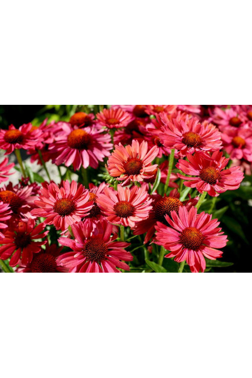 Jeżówka 'Meditation Cherry' | Echinacea 