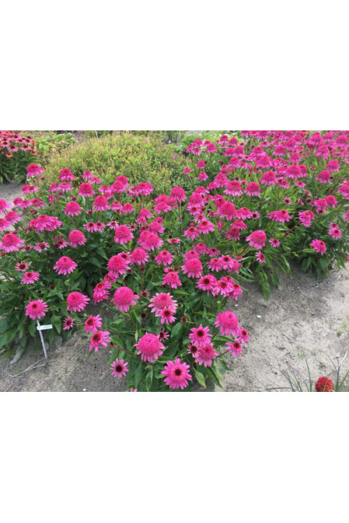 Jeżówka 'Delicious Strawberry' | Echinacea 