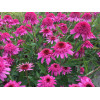 Jeżówka 'Delicious Strawberry' | Echinacea 