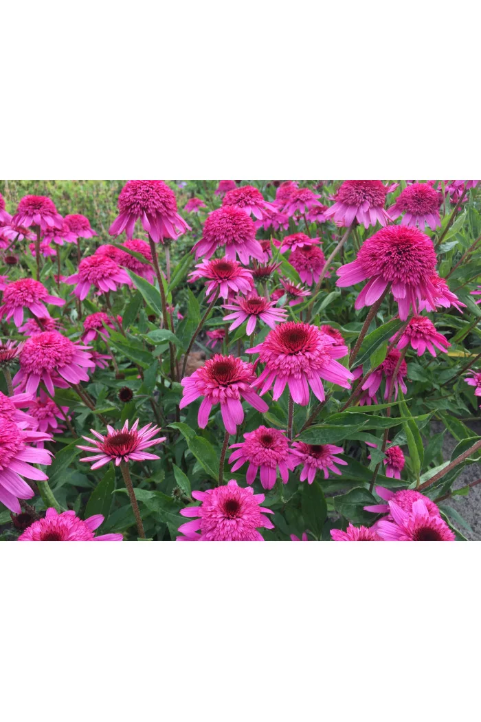 Jeżówka 'Delicious Strawberry' | Echinacea 