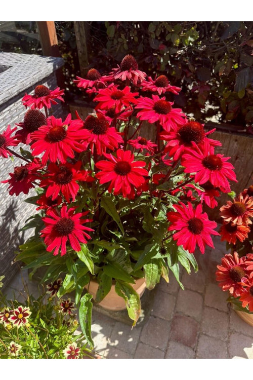Jeżówka 'Sensation Red | Echinacea