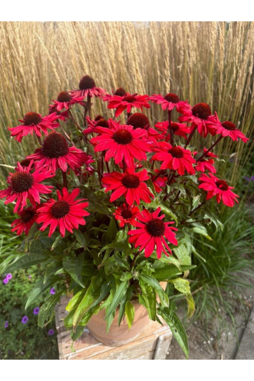 Jeżówka 'Sensation Red | Echinacea