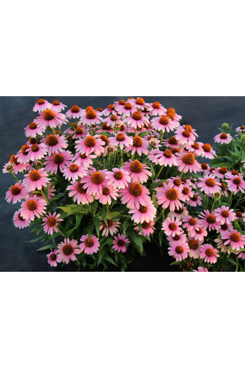 Jeżówka 'French Tips' | Echinacea