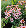 Jeżówka 'French Tips' | Echinacea