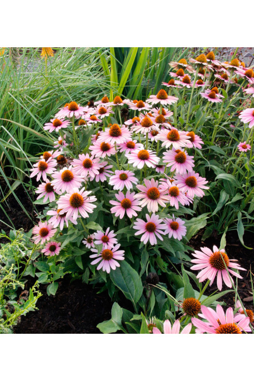 Jeżówka 'French Tips' | Echinacea