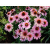 Jeżówka 'French Tips' | Echinacea