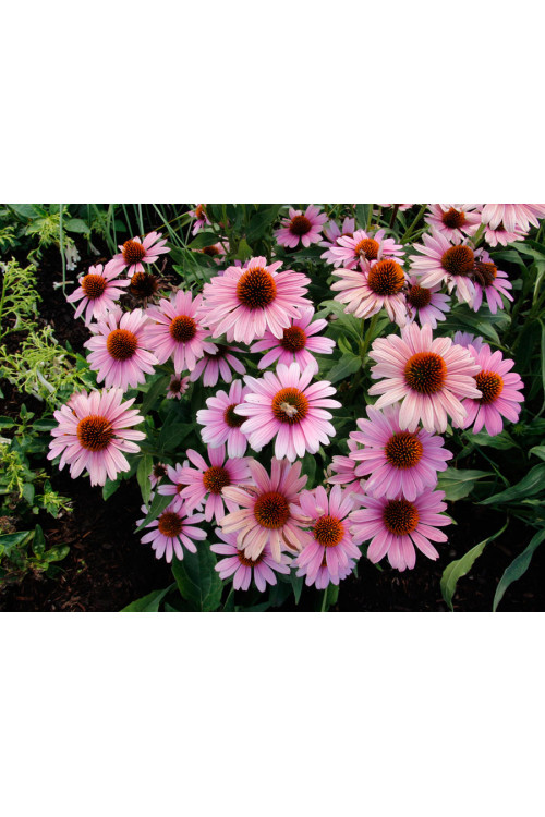 Jeżówka 'French Tips' | Echinacea
