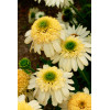 Jeżówka 'Fried Egg' | Echinacea