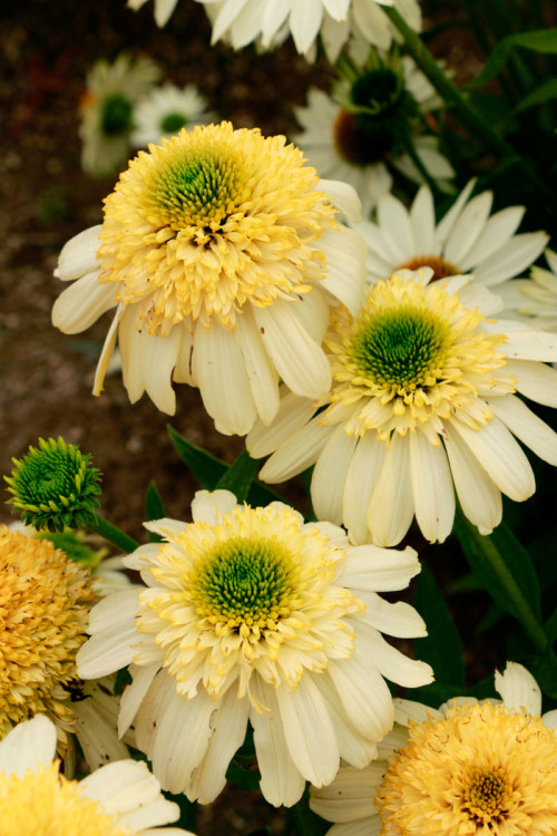 Jeżówka 'Fried Egg' | Echinacea
