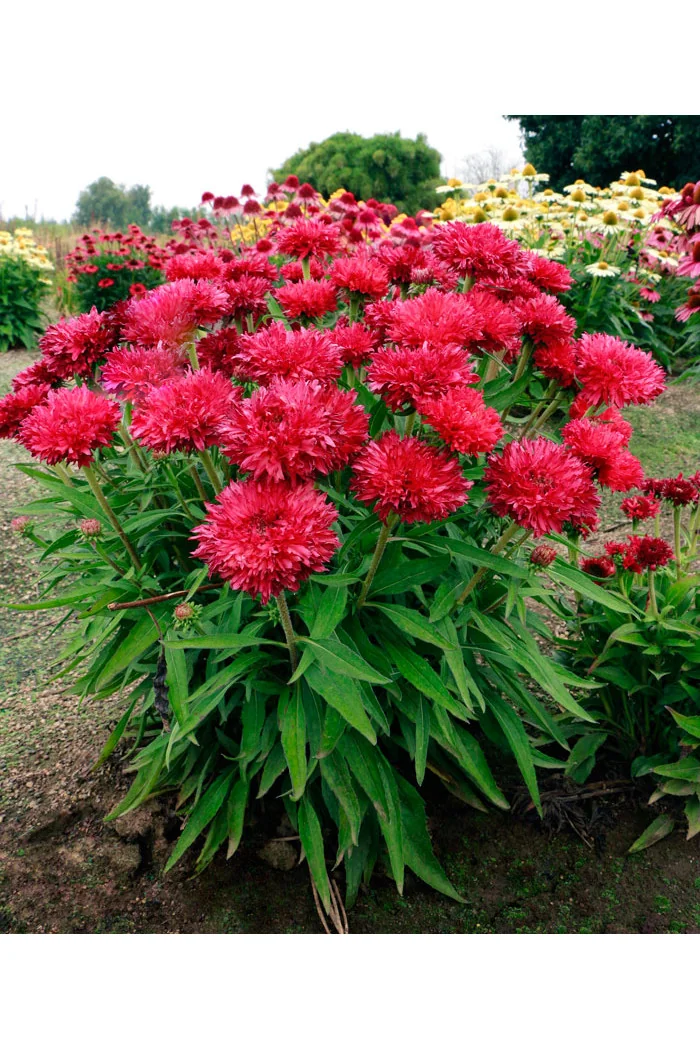 Jeżówka 'Fringe Festival' | Echinacea