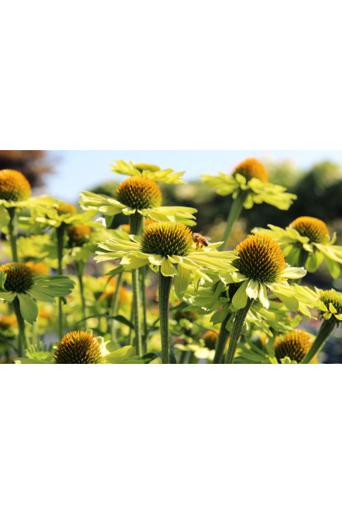 Jeżówka 'Kismet Kiwi' | Echinacea
