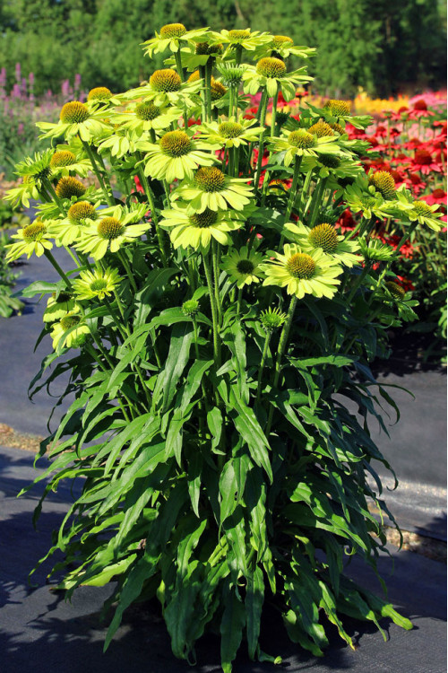 Jeżówka 'Kismet Kiwi' | Echinacea