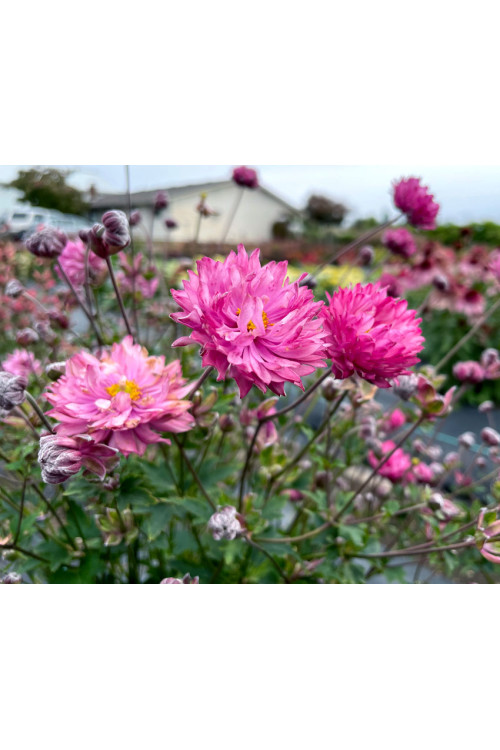 Zawilec 'PUFF Pink' | Anemone hybrida