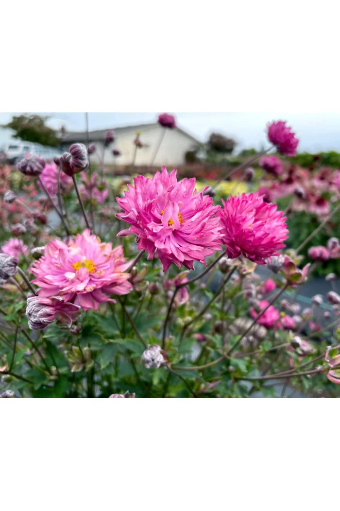 Zawilec 'PUFF Pink' | Anemone hybrida