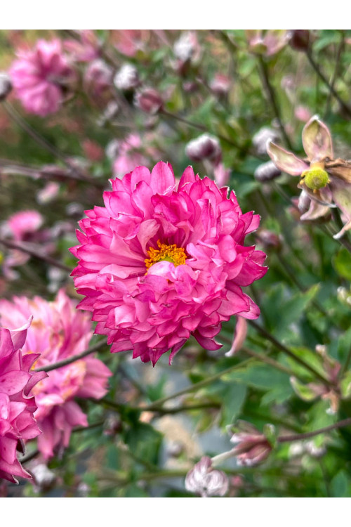 Zawilec 'PUFF Pink' | Anemone hybrida