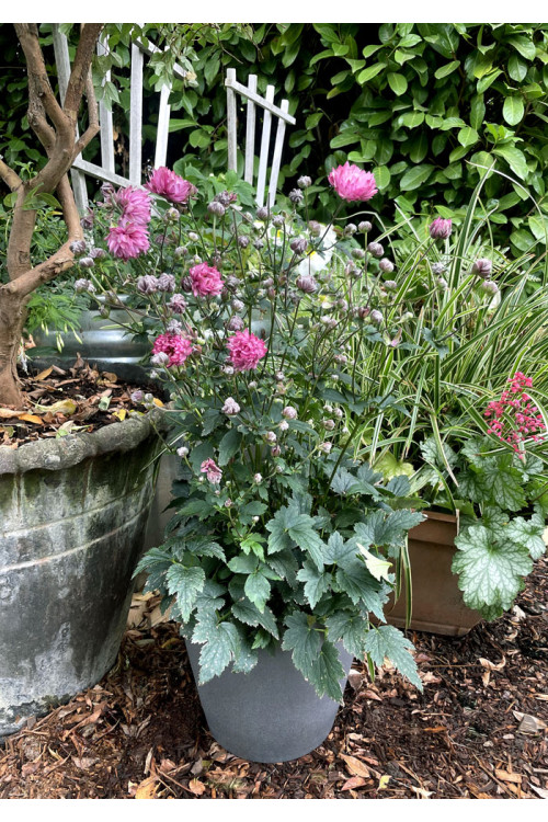 Zawilec 'PUFF Pink' | Anemone hybrida