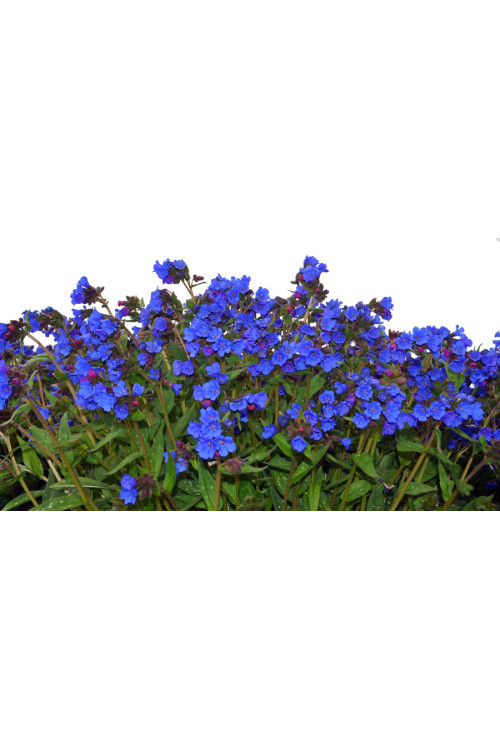 Miodunka 'Nova Cobalt' | Pulmonaria 