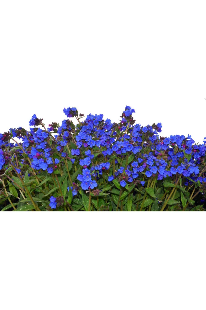 Miodunka 'Nova Cobalt' | Pulmonaria 