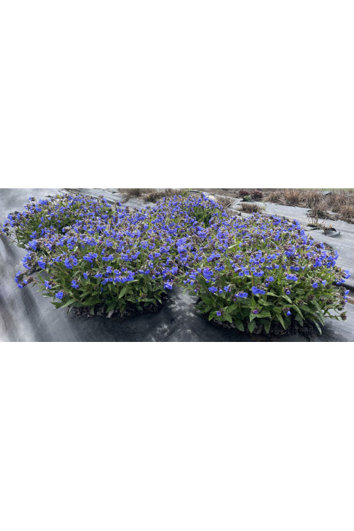 Miodunka 'Nova Cobalt' | Pulmonaria 