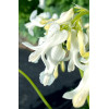 Serduszka 'Amore Titanium' | Dicentra