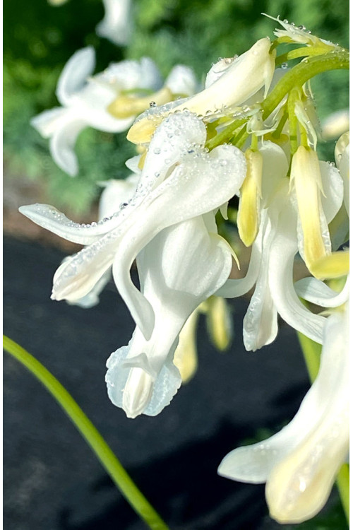 Serduszka 'Amore Titanium' | Dicentra