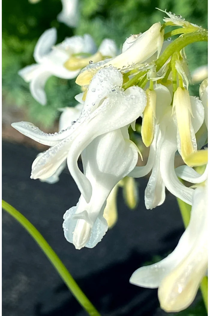 Serduszka 'Amore Titanium' | Dicentra