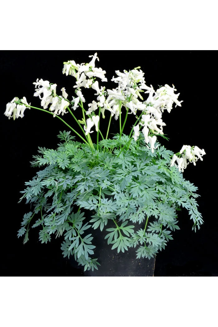 Serduszka 'Amore Titanium' | Dicentra