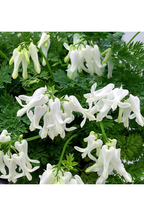 Serduszka 'Amore Titanium' | Dicentra