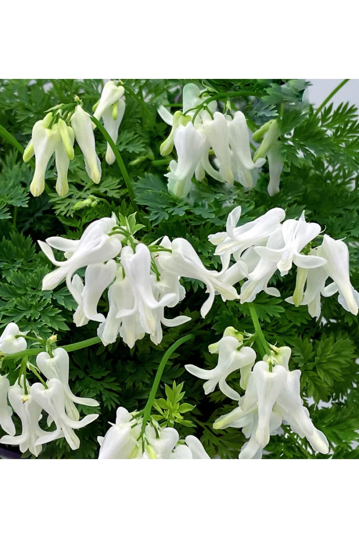 Serduszka 'Amore Titanium' | Dicentra