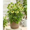 Jeżówka SunSeekers 'Apple Green'| Echinacea