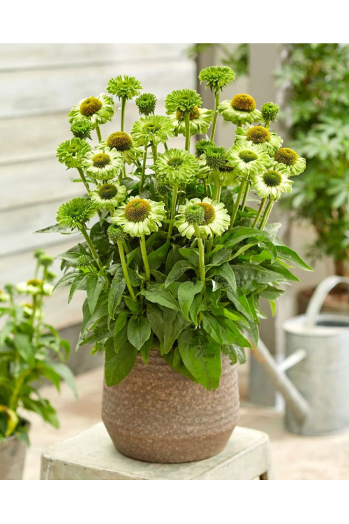 Jeżówka SunSeekers 'Apple Green'| Echinacea