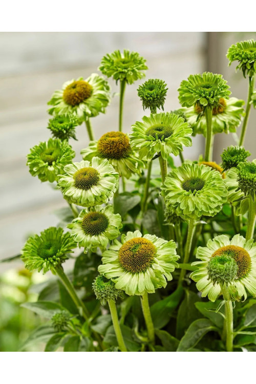 Jeżówka SunSeekers 'Apple Green'| Echinacea