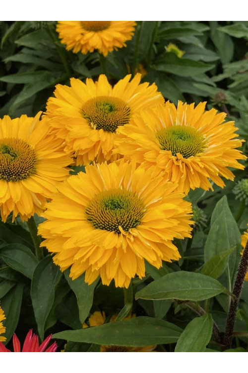 Jeżówka SunSeekers 'Golden Sun'| Echinacea