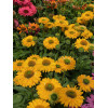 Jeżówka SunSeekers 'Golden Sun'| Echinacea