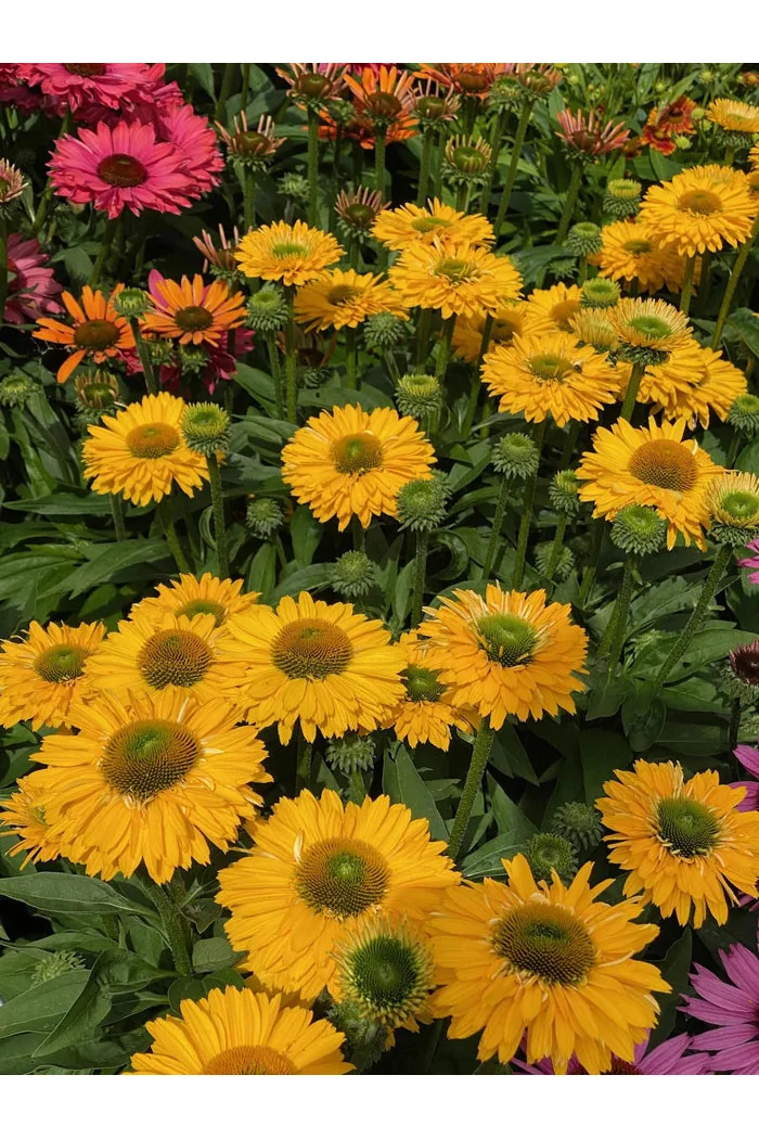 Jeżówka SunSeekers 'Golden Sun'| Echinacea