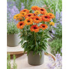 Jeżówka SunSeekers 'Mineola'| Echinacea