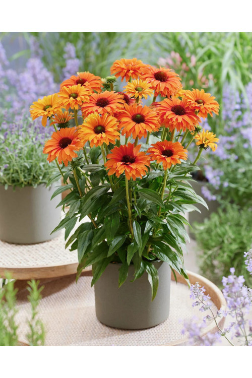 Jeżówka SunSeekers 'Mineola'| Echinacea