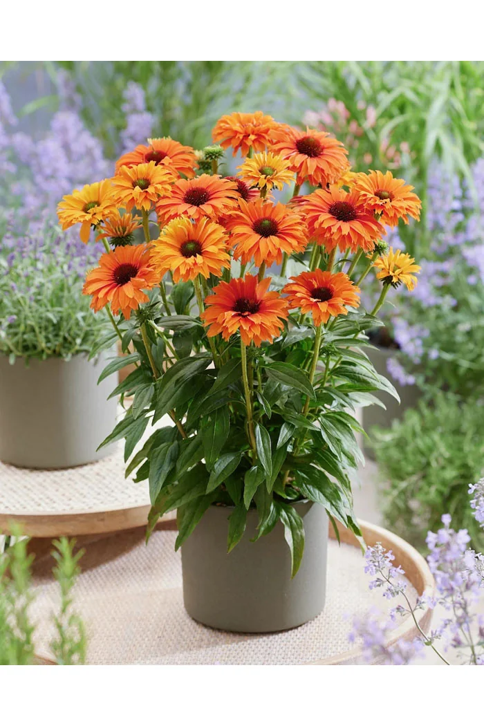 Jeżówka SunSeekers 'Mineola'| Echinacea