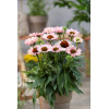 Jeżówka SunSeekers 'Salmon'| Echinacea