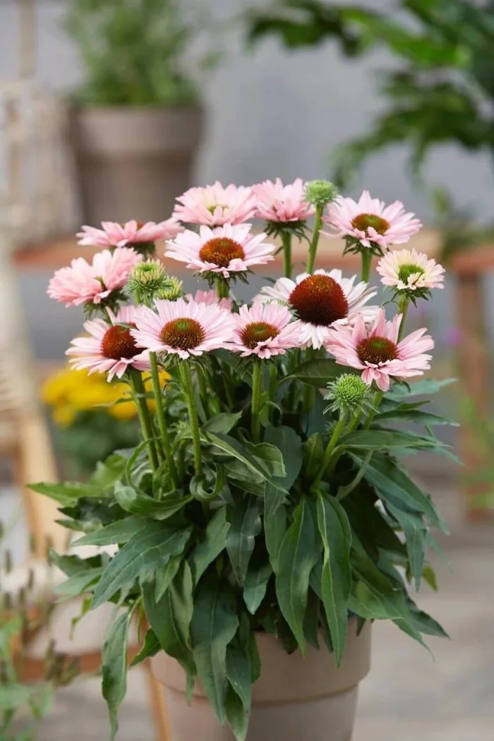 Jeżówka SunSeekers 'Salmon'| Echinacea